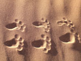 footprints