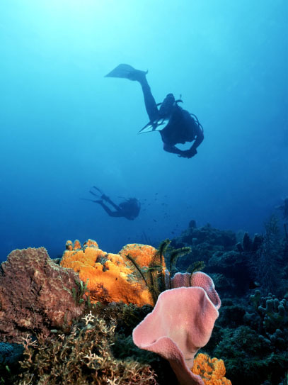 dominica diving